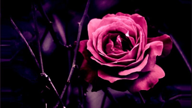 purple rose in dark setting