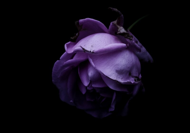 Purple Rose in Darkness — Dramatic, Night