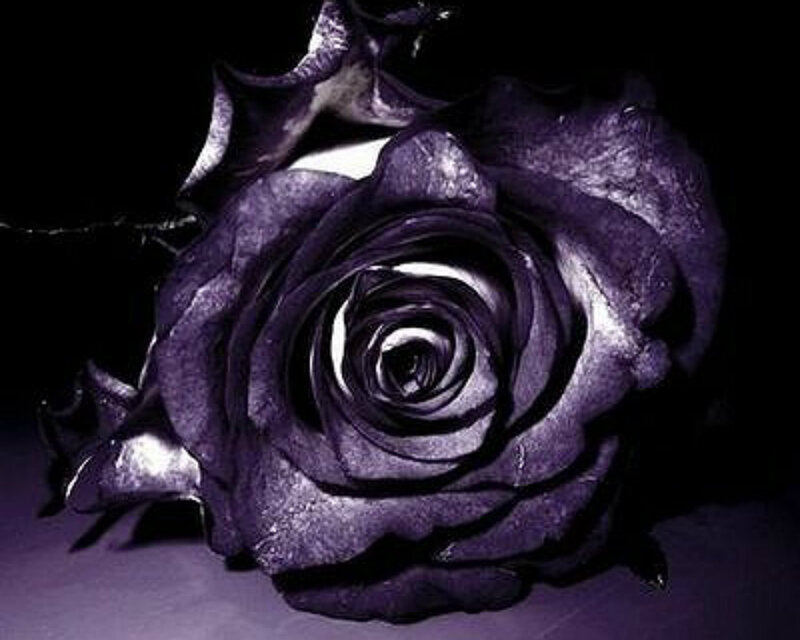 Purple Rose in Darkness — Dramatic, Photograph