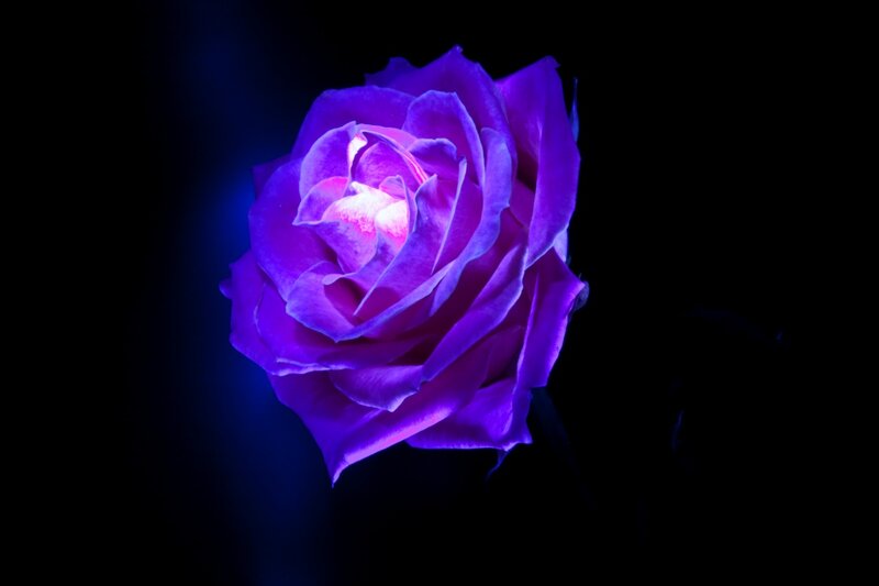 Purple Rose in Darkness — Dramatic