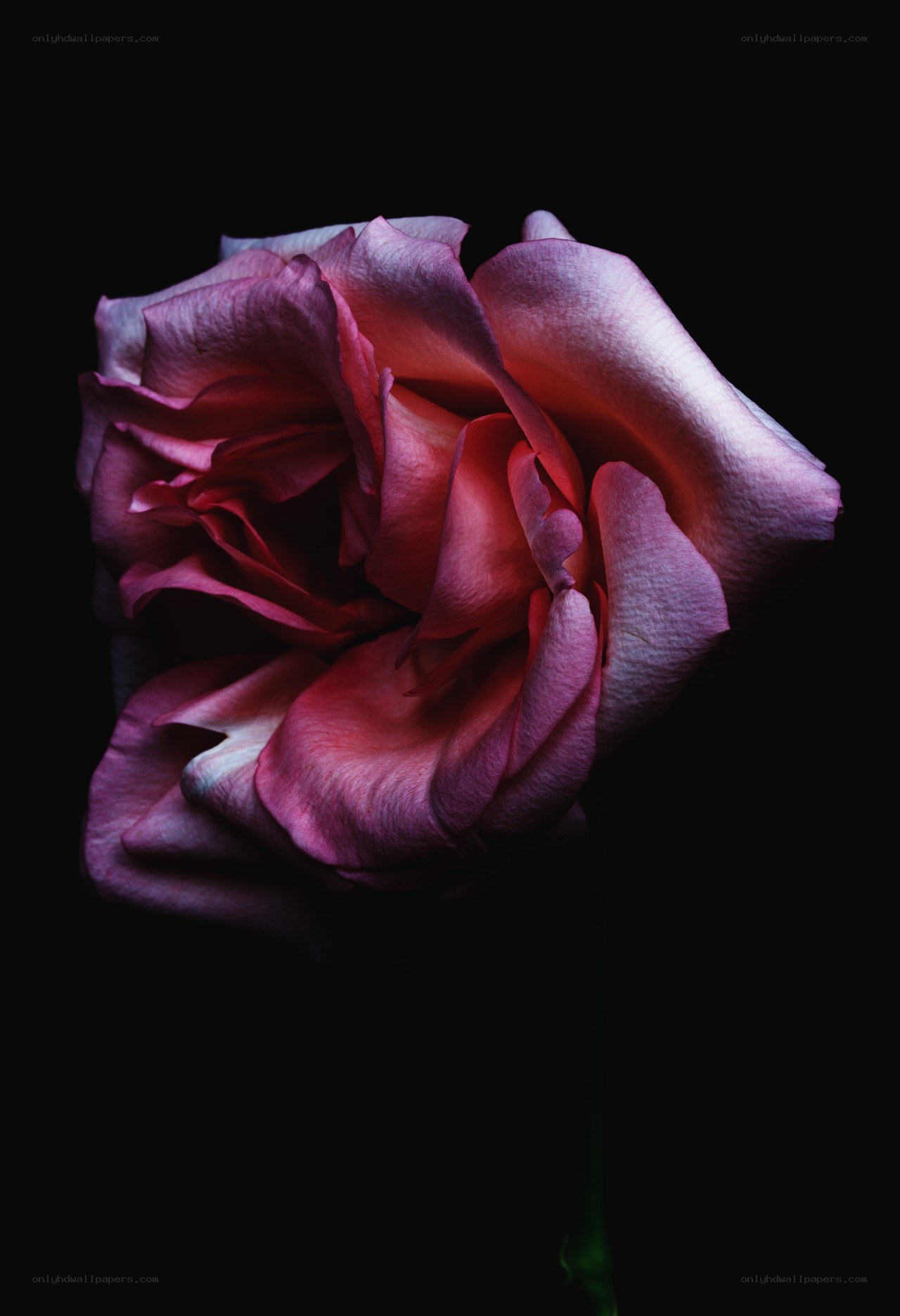 purple rose in darkness