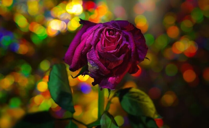 Purple Rose in Focus — Dramatic