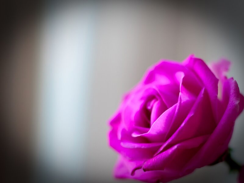Purple Rose in Focus — Magenta, Calm