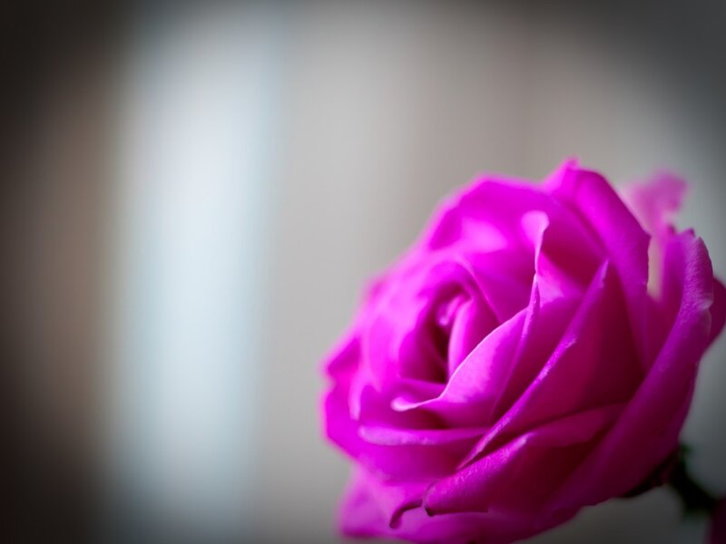 Purple Rose in Focus — Magenta