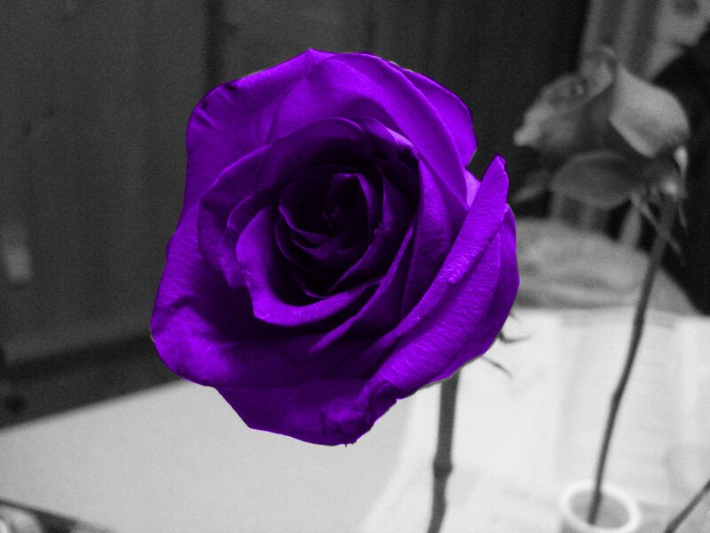 Purple Rose in Focus