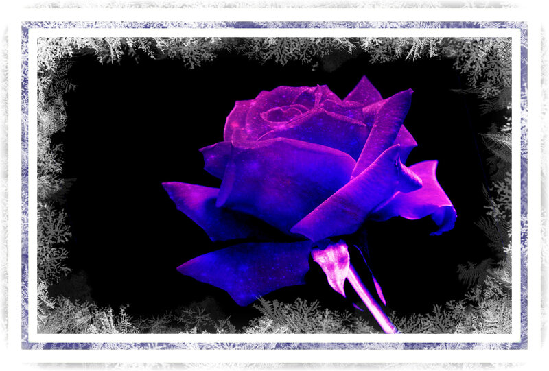 Purple Rose in Frost