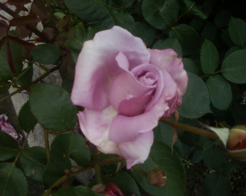 purple rose in garden