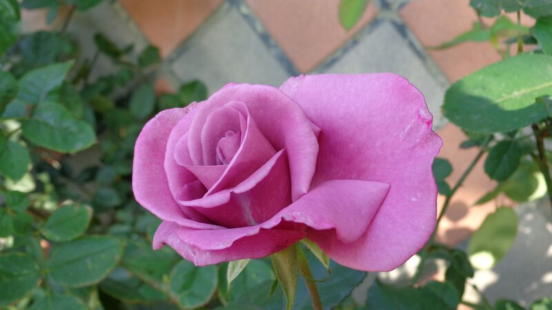 purple rose in garden