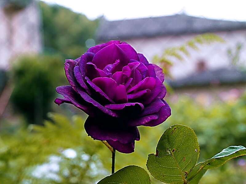 Purple Rose in Garden — Serene