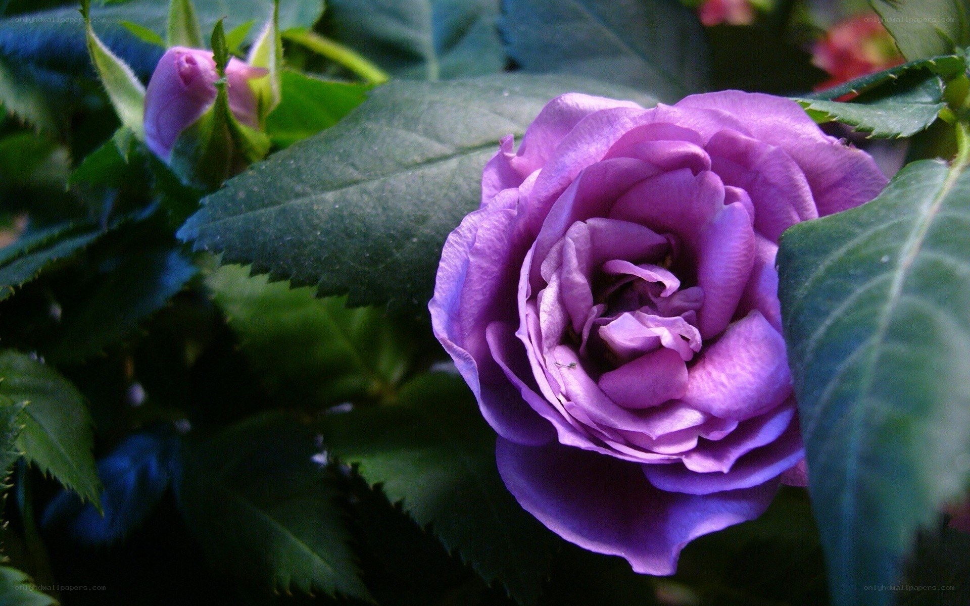 purple rose in garden