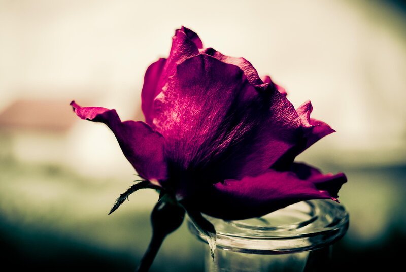 Purple Rose in Glass