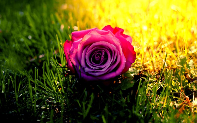 Purple Rose in Grass