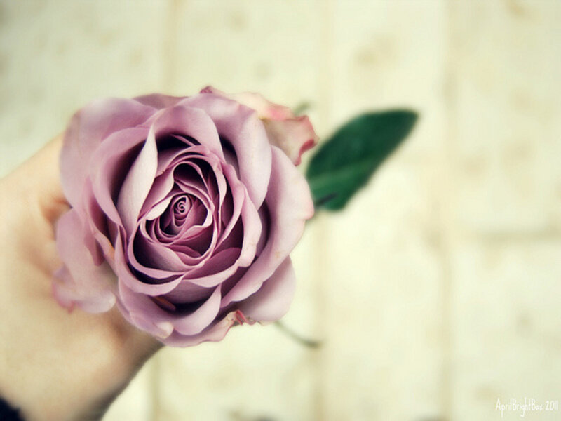 Purple Rose in Hand — Serene