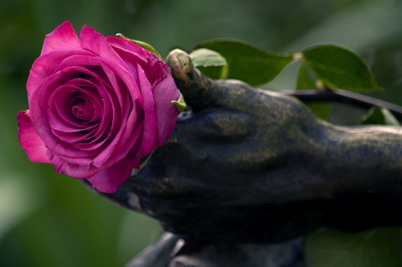 Purple Rose in Hand