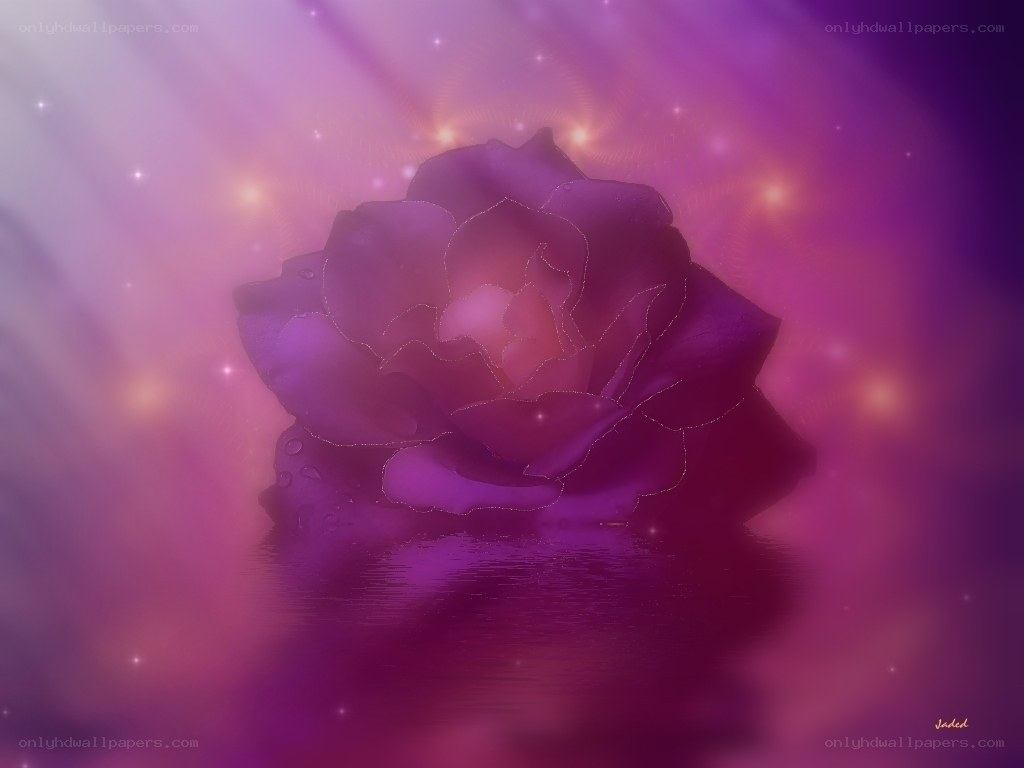 Purple rose in magical light