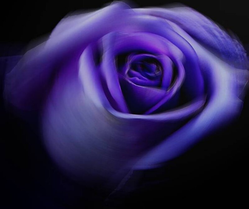 purple rose in motion
