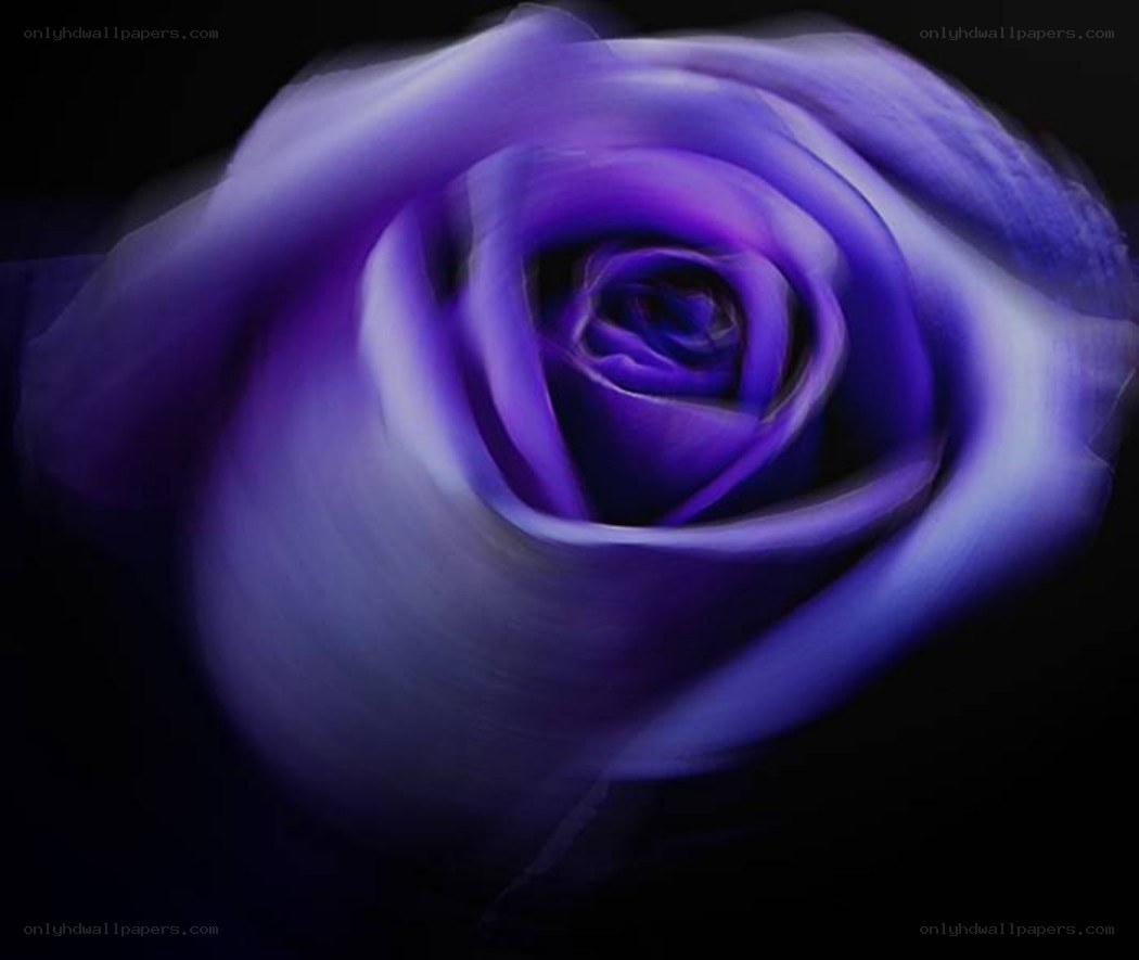 purple rose in motion