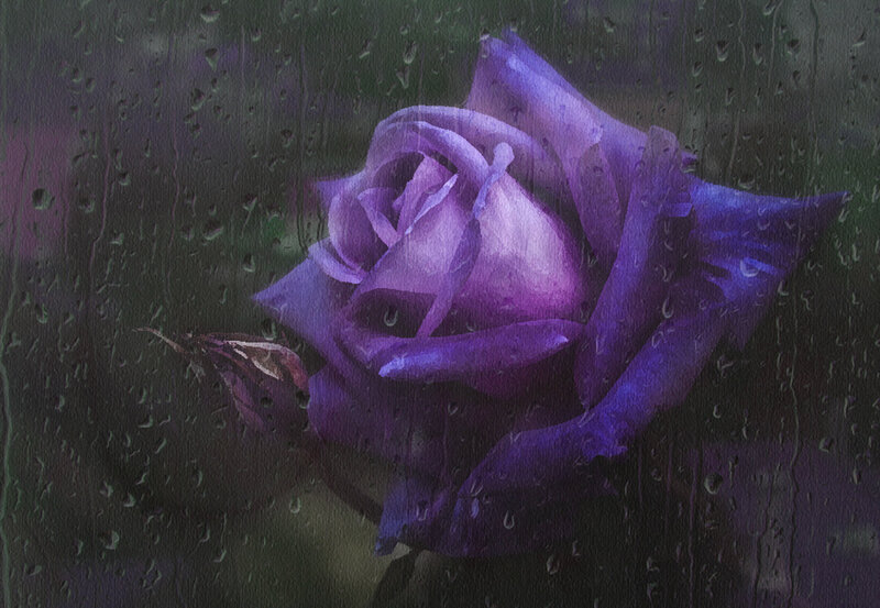Purple Rose in Rain — Melancholic