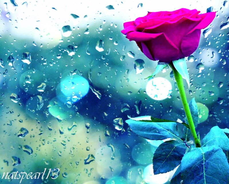 Purple Rose in Rain — Serene