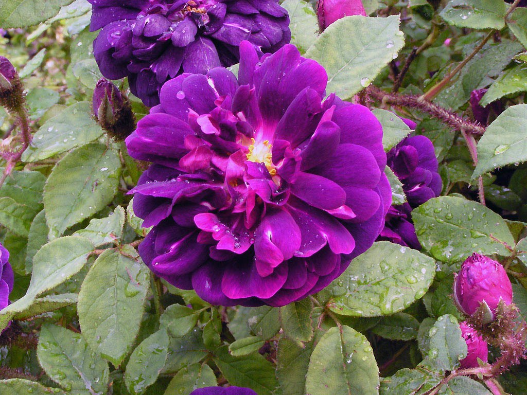 Purple rose in rain