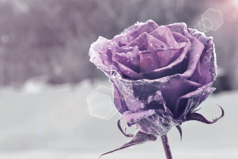 Purple Rose in Snow