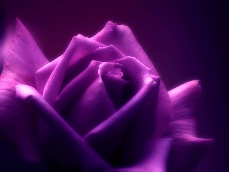 purple rose in soft light