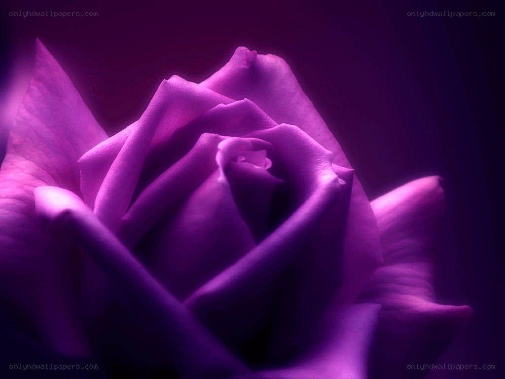 purple rose in soft light