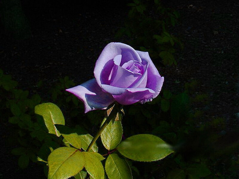 Purple Rose in Sunlight — Dramatic