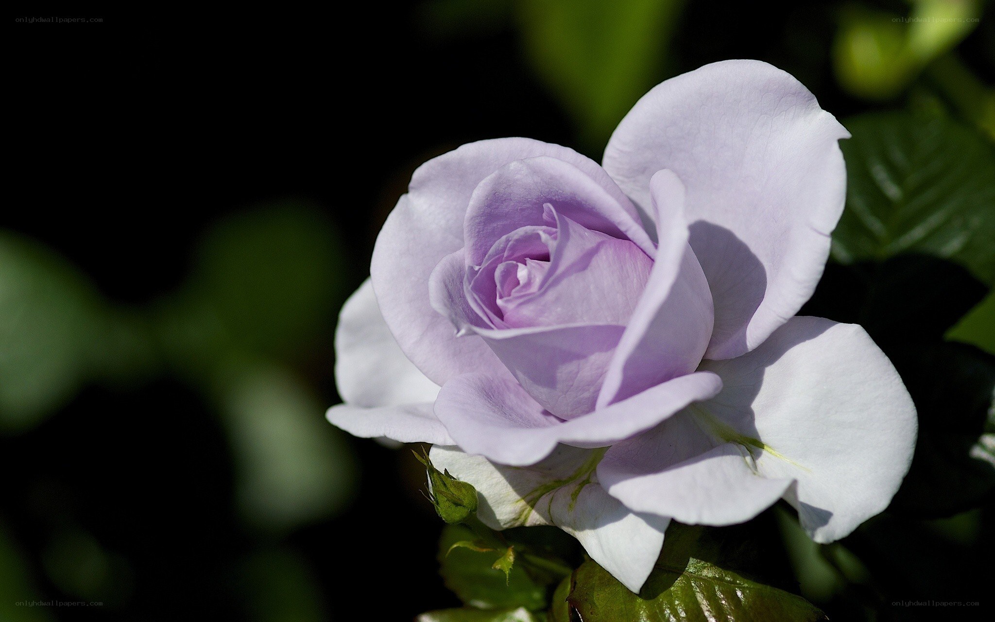 Purple rose in sunlight
