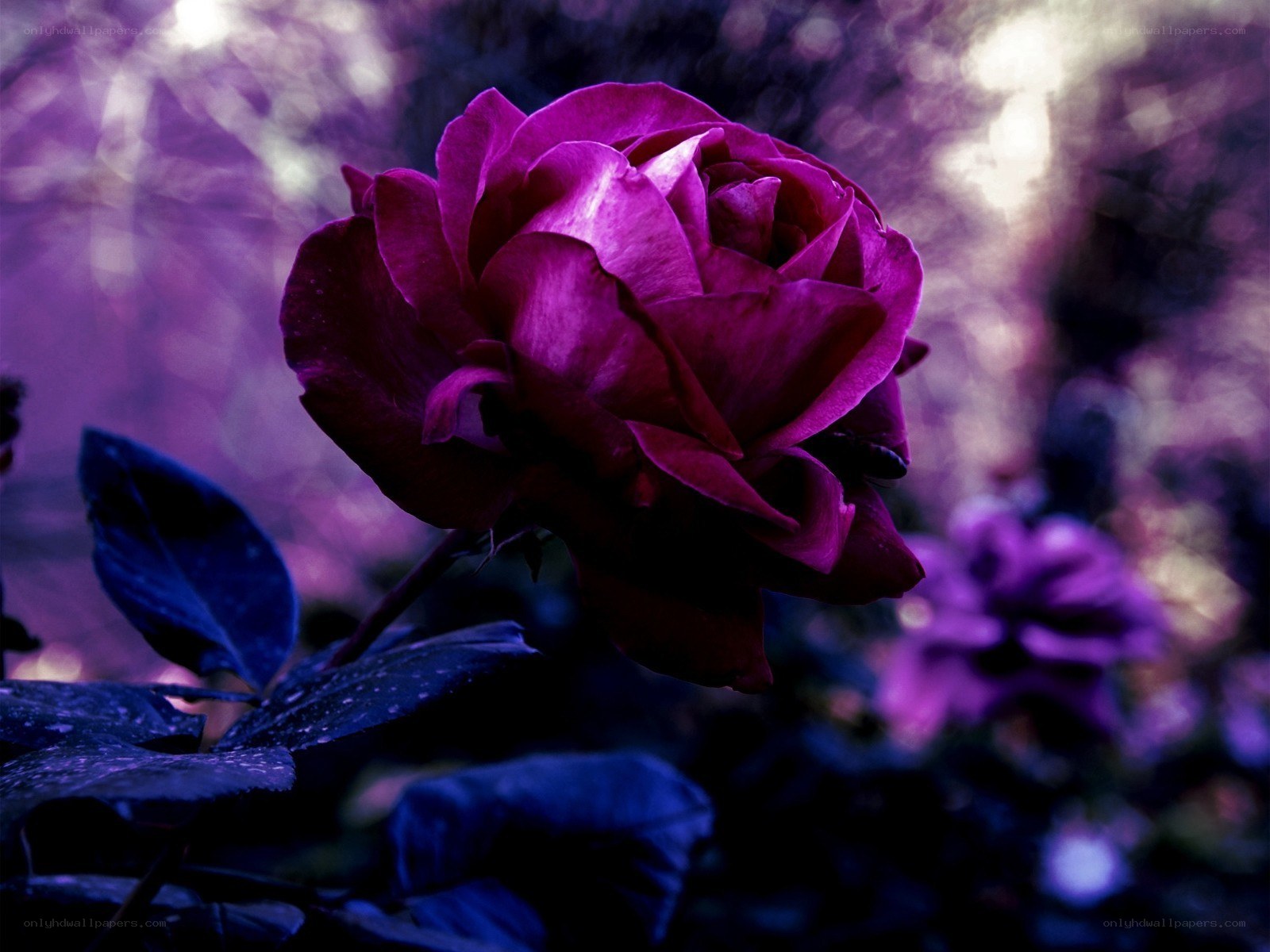 purple rose in twilight