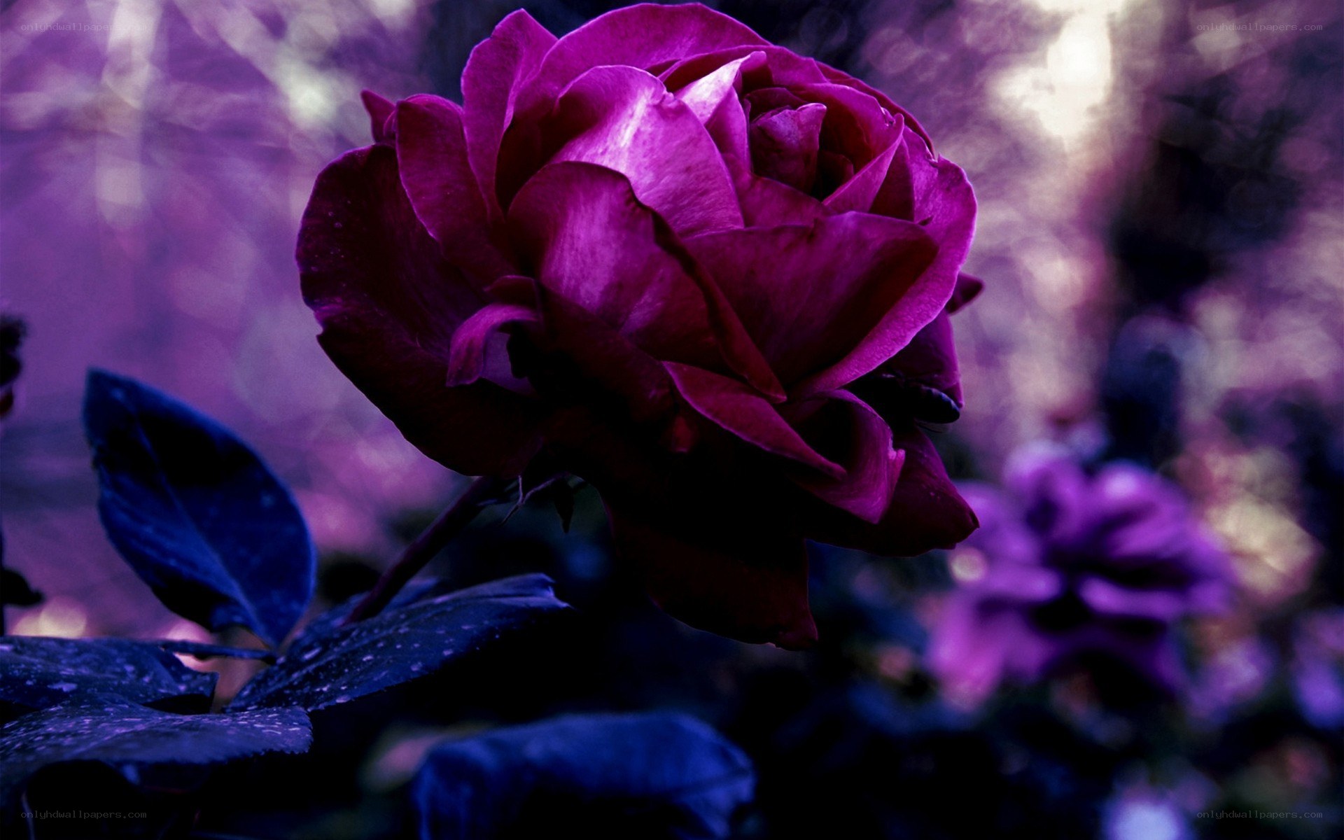 purple rose in twilight