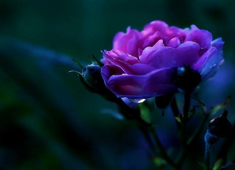 purple rose in twilight