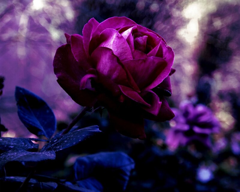 purple rose in twilight