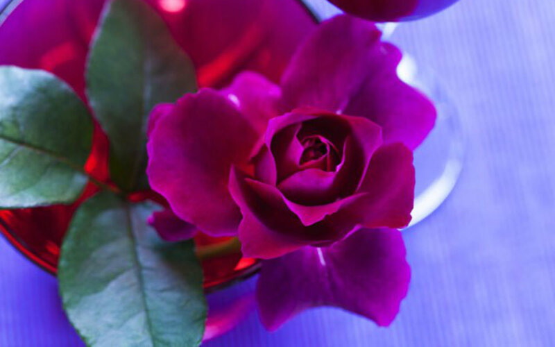 Purple Rose in Vase — Calm
