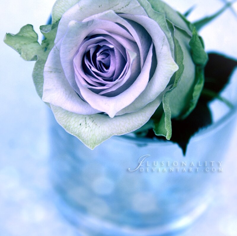 Purple Rose in Vase