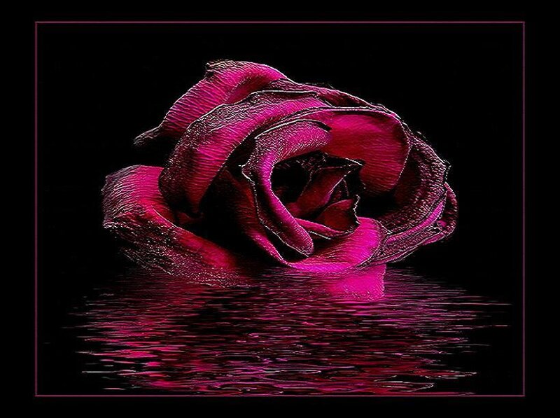 purple rose in water