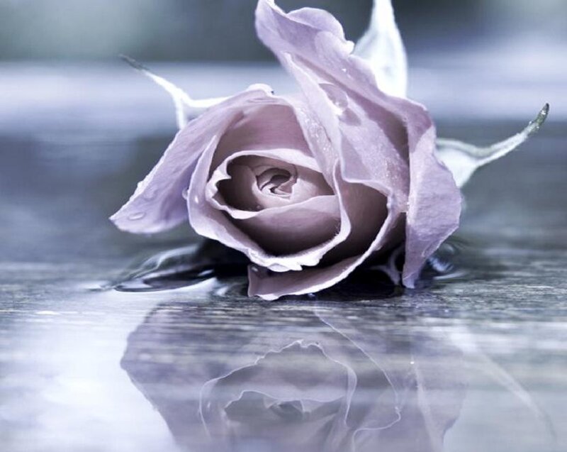 Purple Rose in Water — Calm