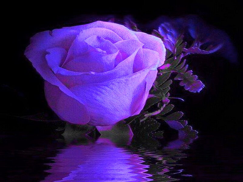 Purple Rose in Water — Dramatic, Night, Digital Art