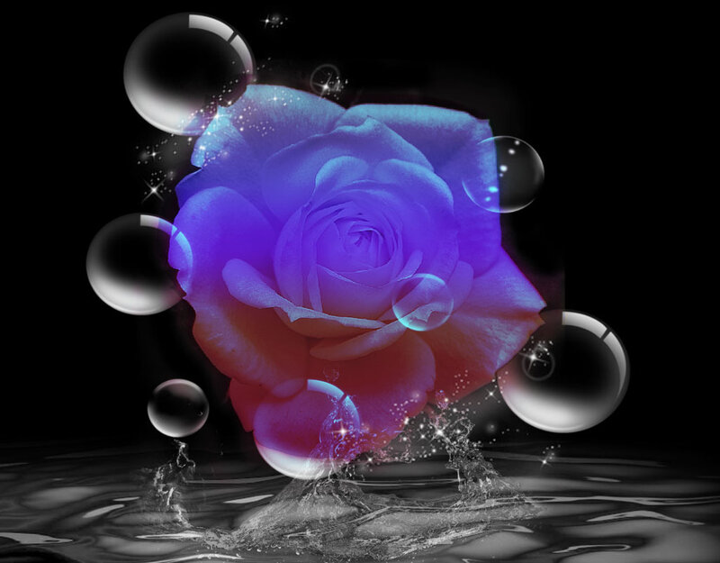 Purple Rose in Water — Dramatic, Night