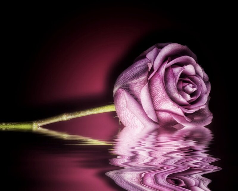 Purple Rose in Water — Dramatic, Photograph, Stem