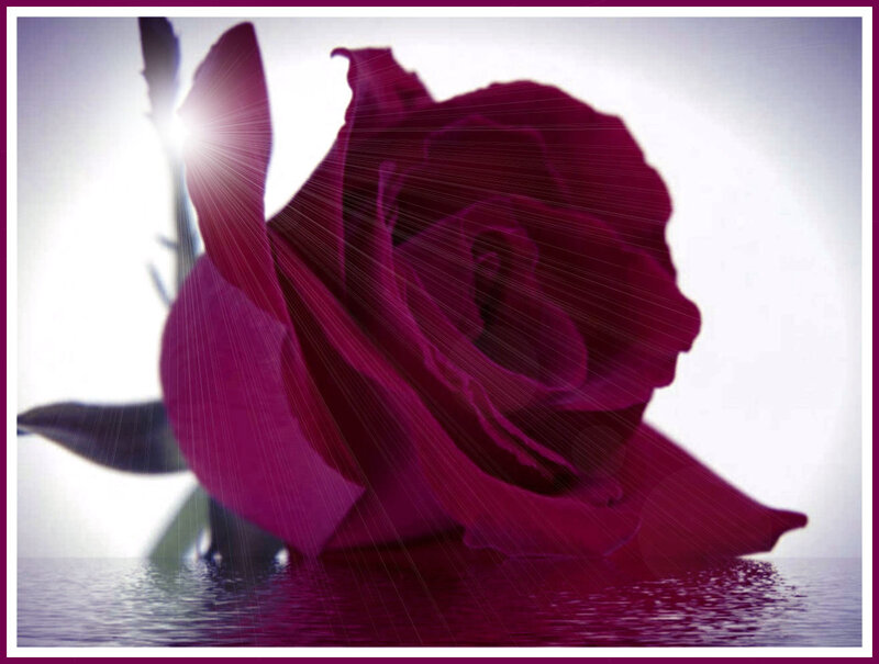 Purple Rose in Water — Dramatic, Photograph