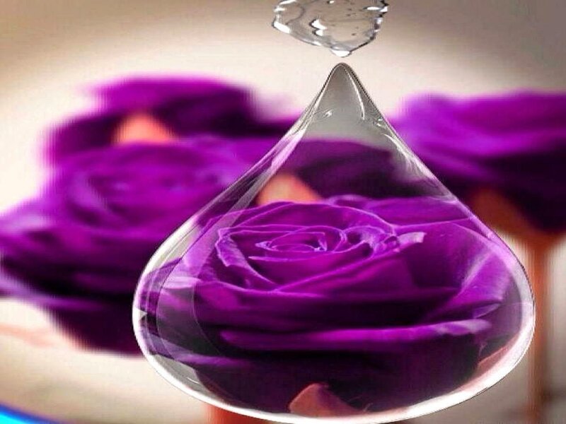 Purple Rose in Water Droplet