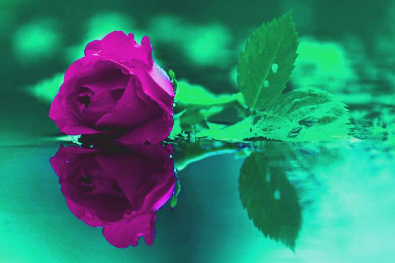 Purple Rose in Water — Magenta