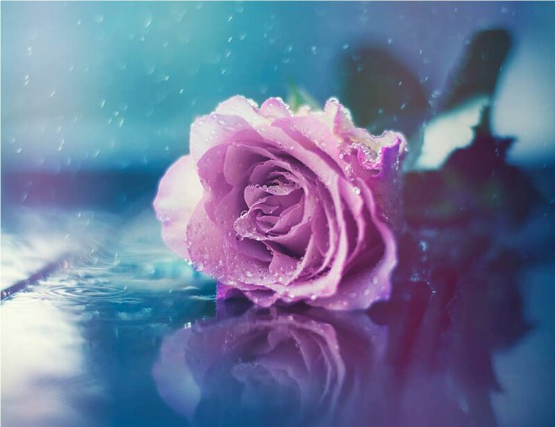 Purple Rose in Water — Serene