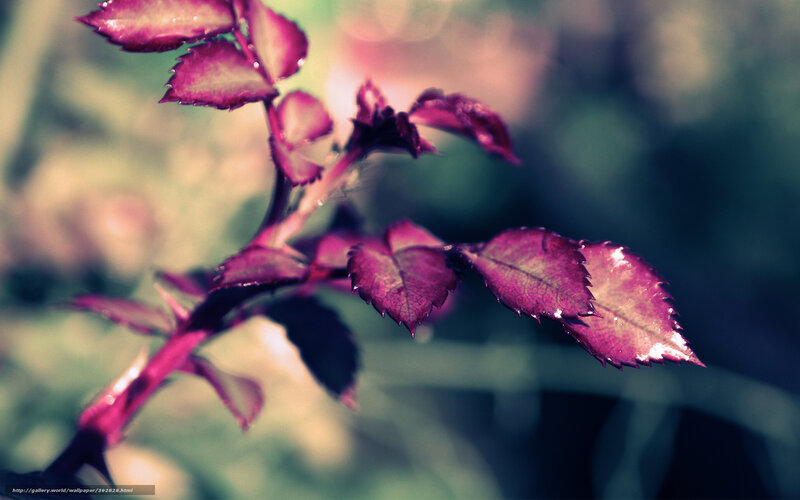 Purple Rose Leaves — Serene