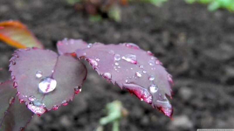 Purple Rose Leaves