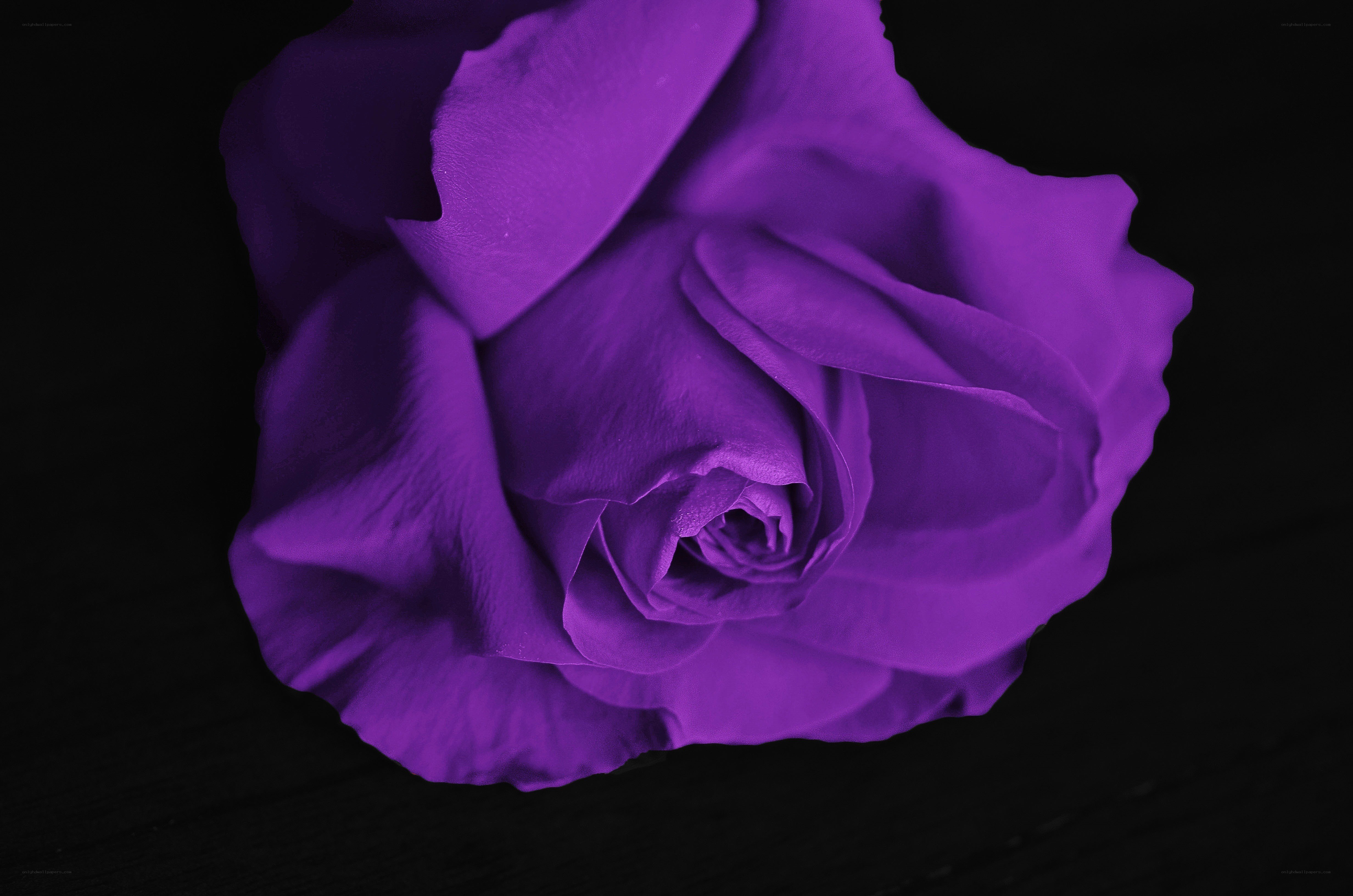 Purple rose on black background