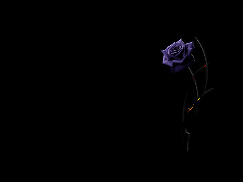 Purple Rose on Black — Dramatic, Digital Art