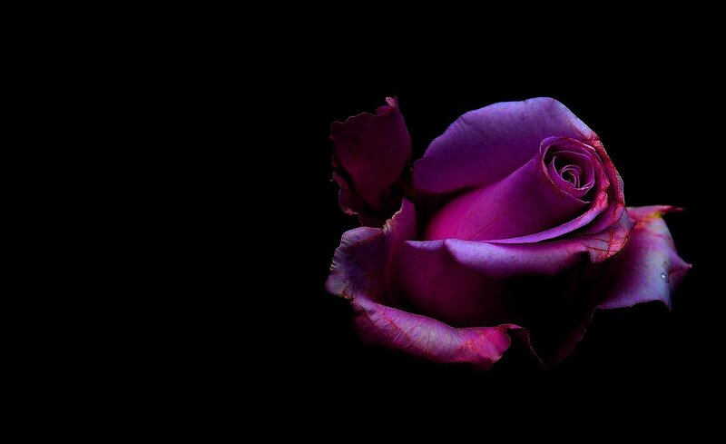 Purple Rose on Black — Dramatic, Photograph, Petals