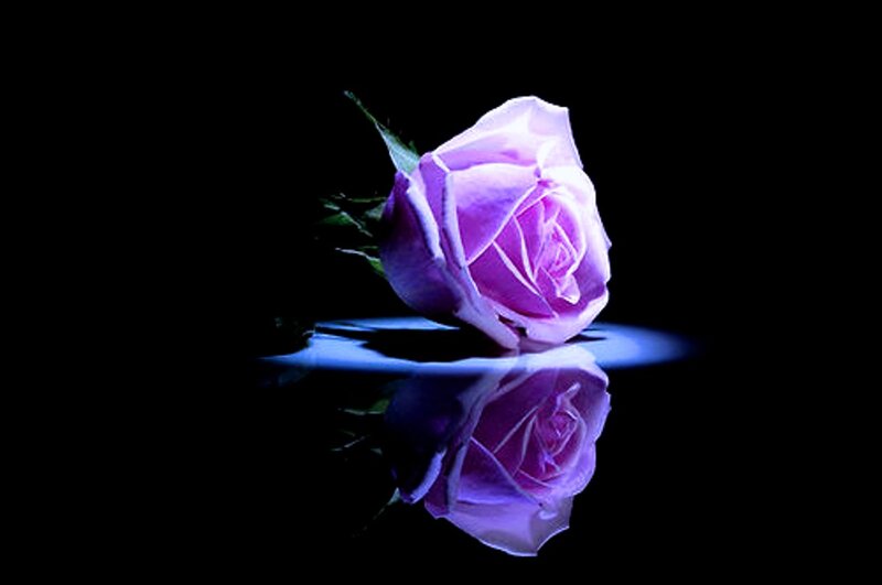 Purple Rose on Black — Dramatic, Photograph, Reflection